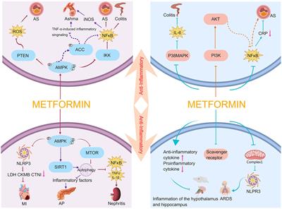 Mechanisms and effects of metformin on skeletal muscle disorders